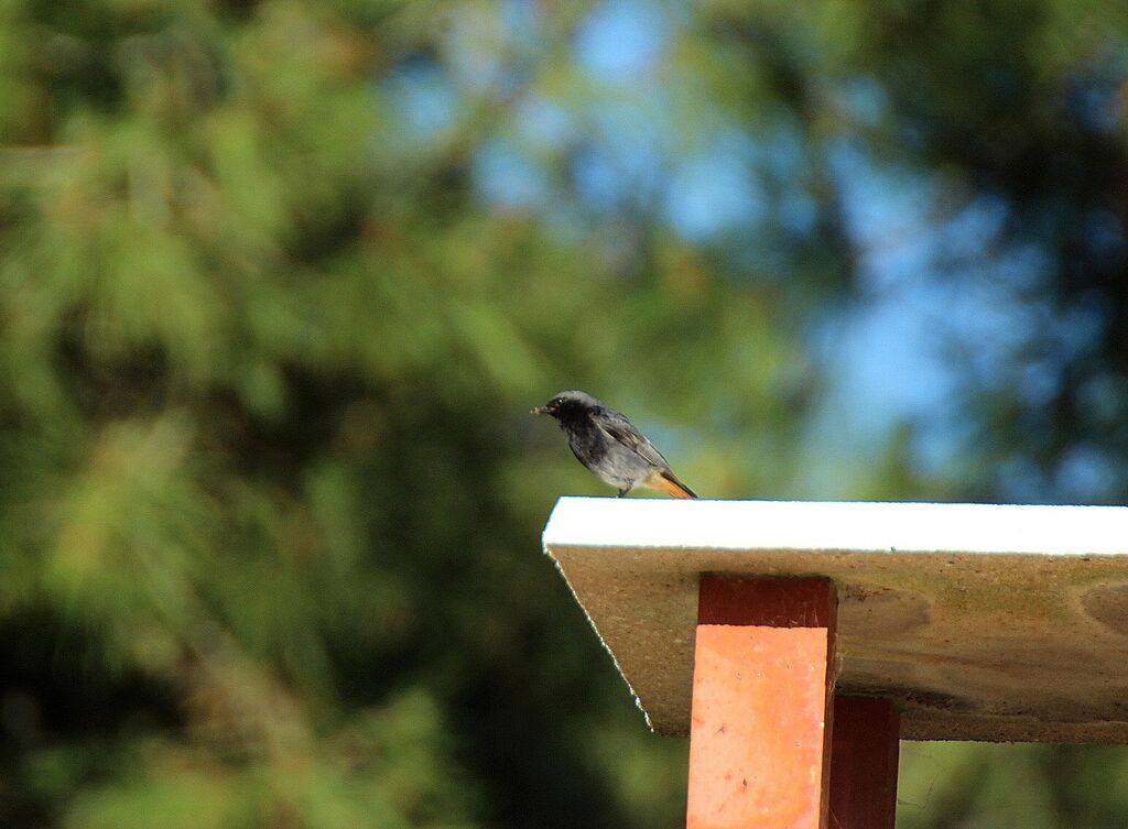 Black Redstart