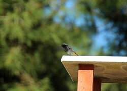 Black Redstart