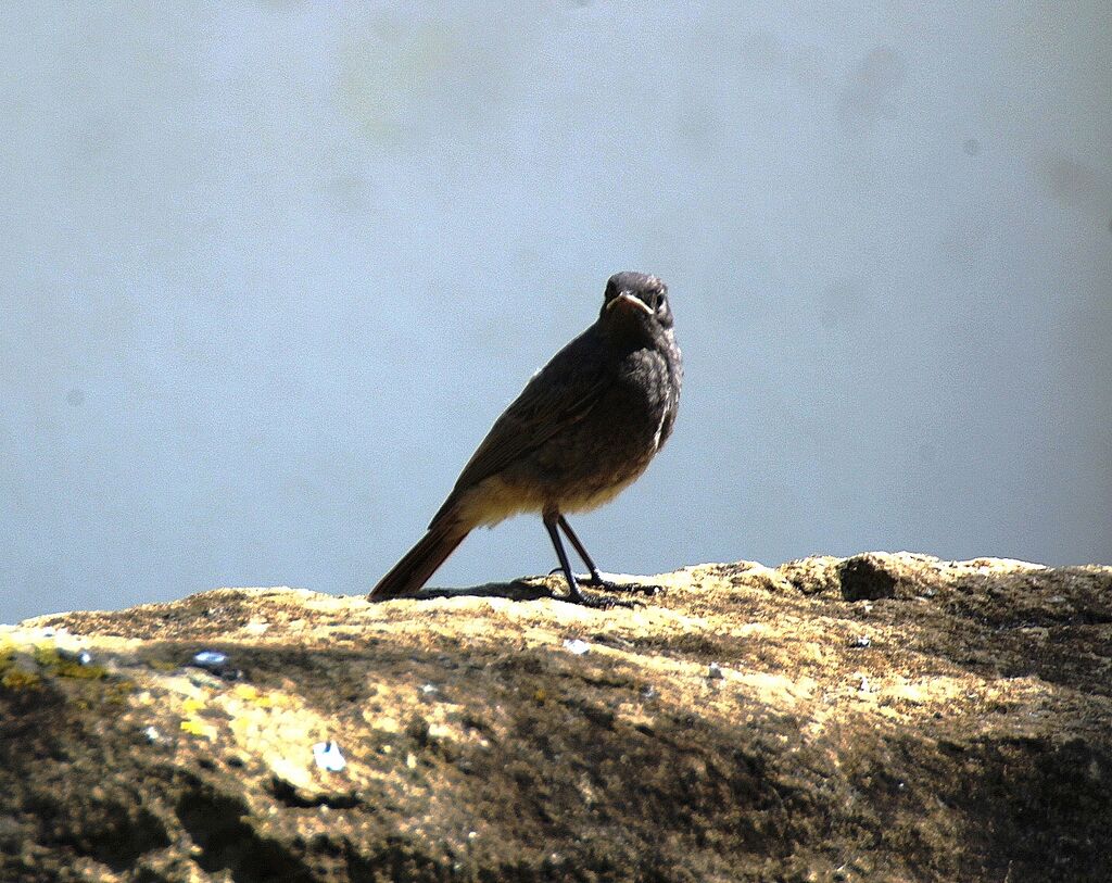 Black Redstart