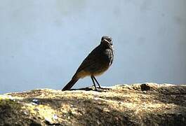 Black Redstart