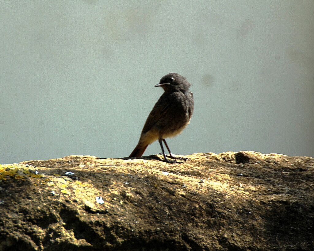 Black Redstart