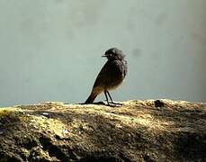 Black Redstart