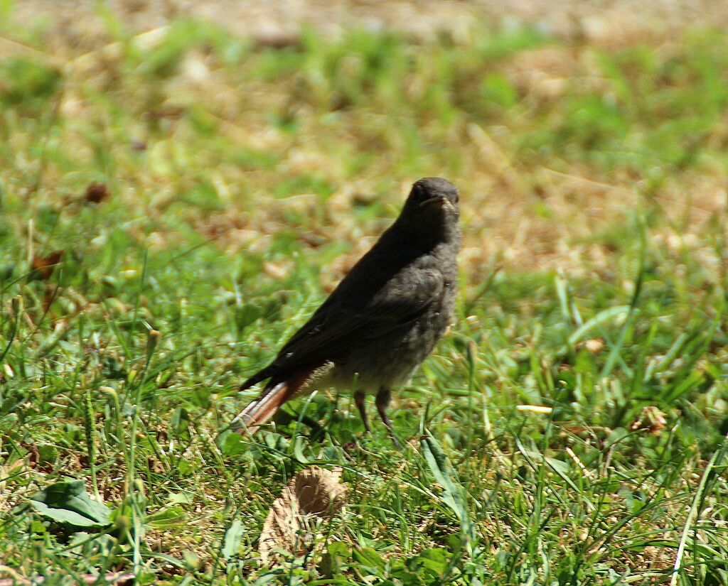 Black Redstart