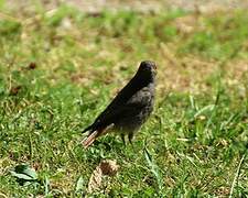 Black Redstart