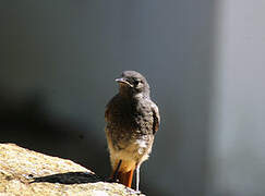 Black Redstart