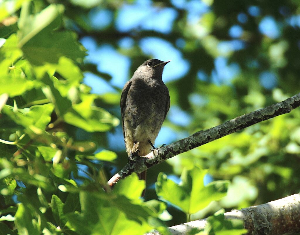 Black Redstart