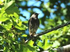 Black Redstart