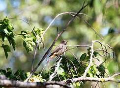 Black Redstart