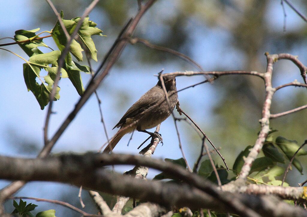 Black Redstart