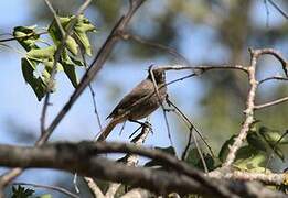 Black Redstart