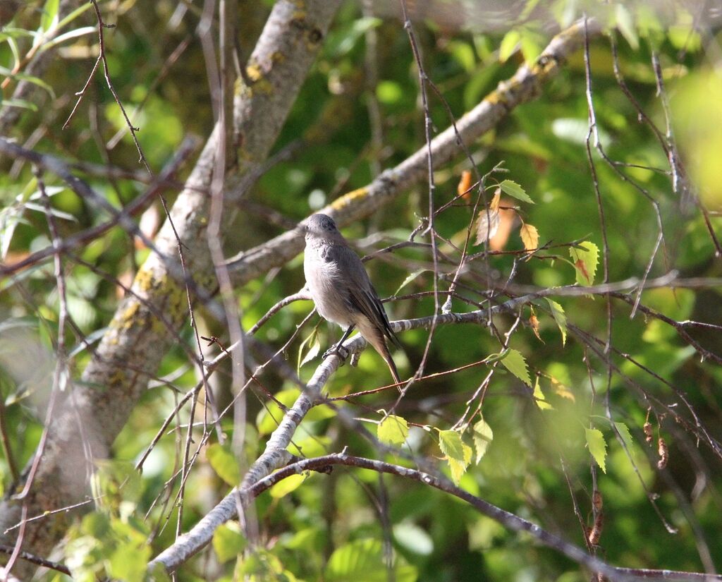 Black Redstart