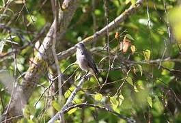 Black Redstart