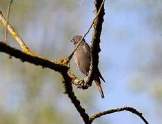 Black Redstart