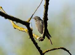 Black Redstart