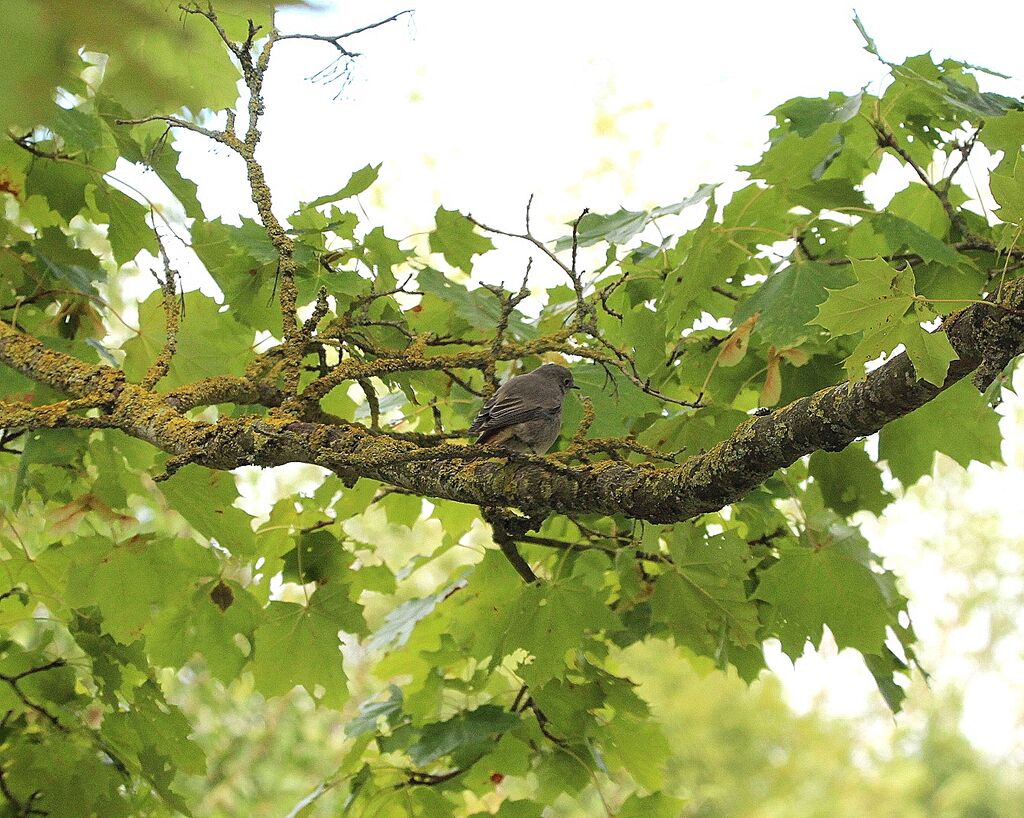 Black Redstart