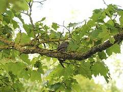 Black Redstart