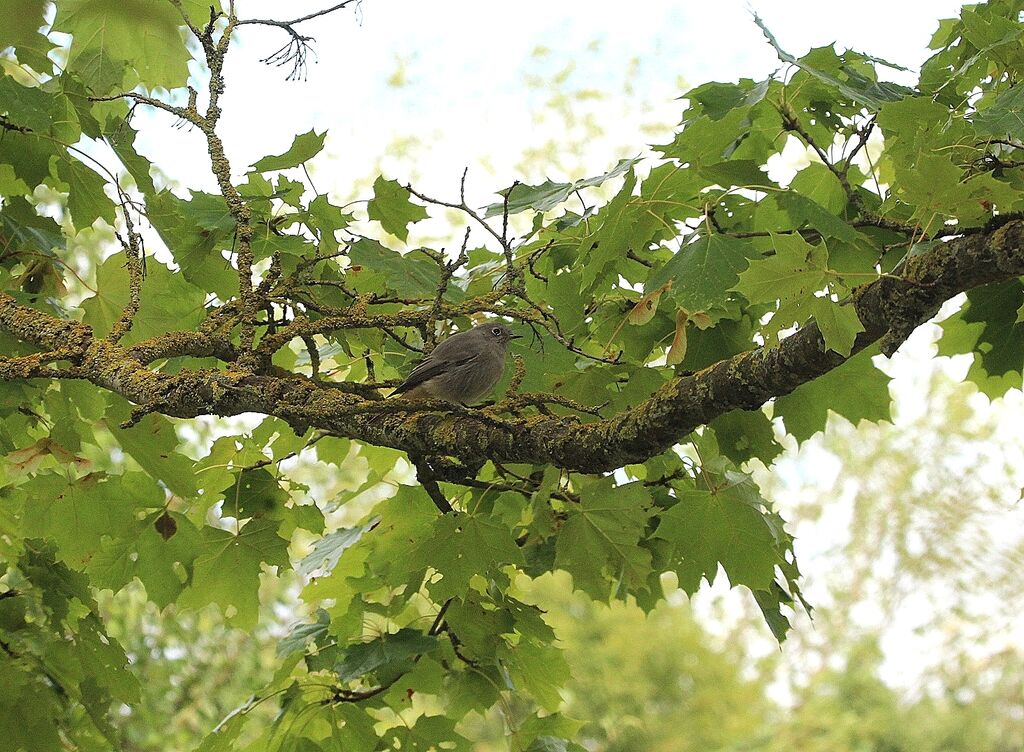 Black Redstart