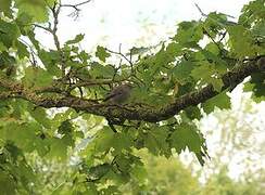 Black Redstart