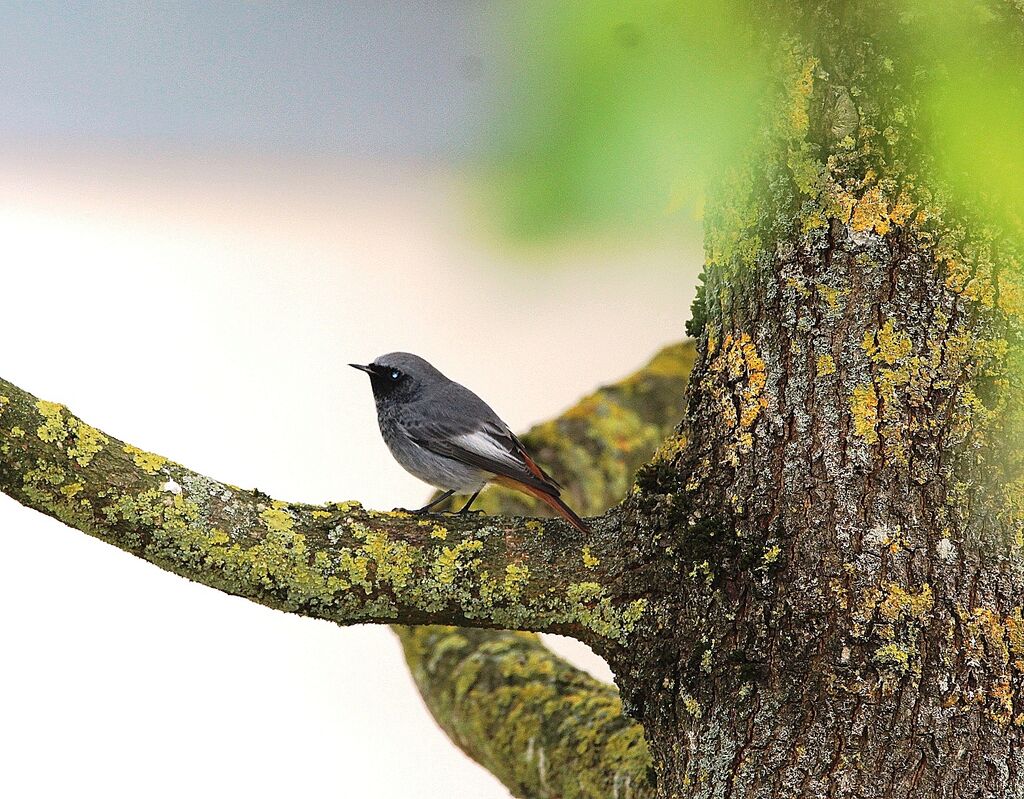 Black Redstart