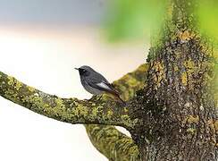 Black Redstart