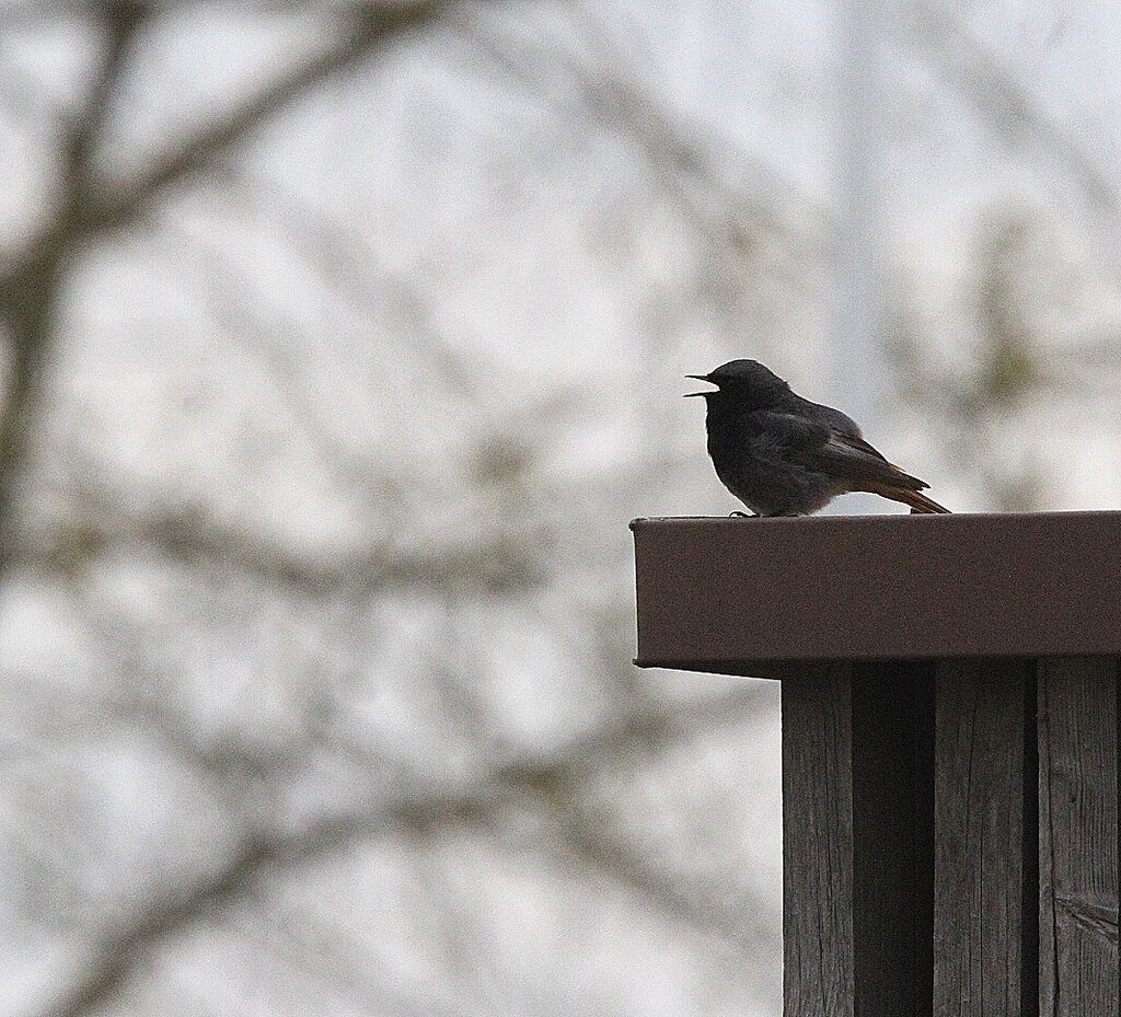 Black Redstart