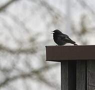 Black Redstart