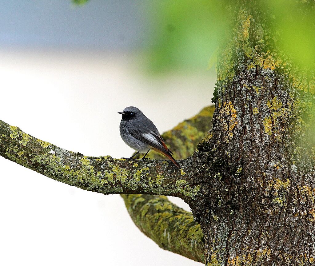 Black Redstart