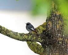 Black Redstart