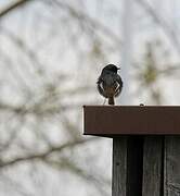 Black Redstart