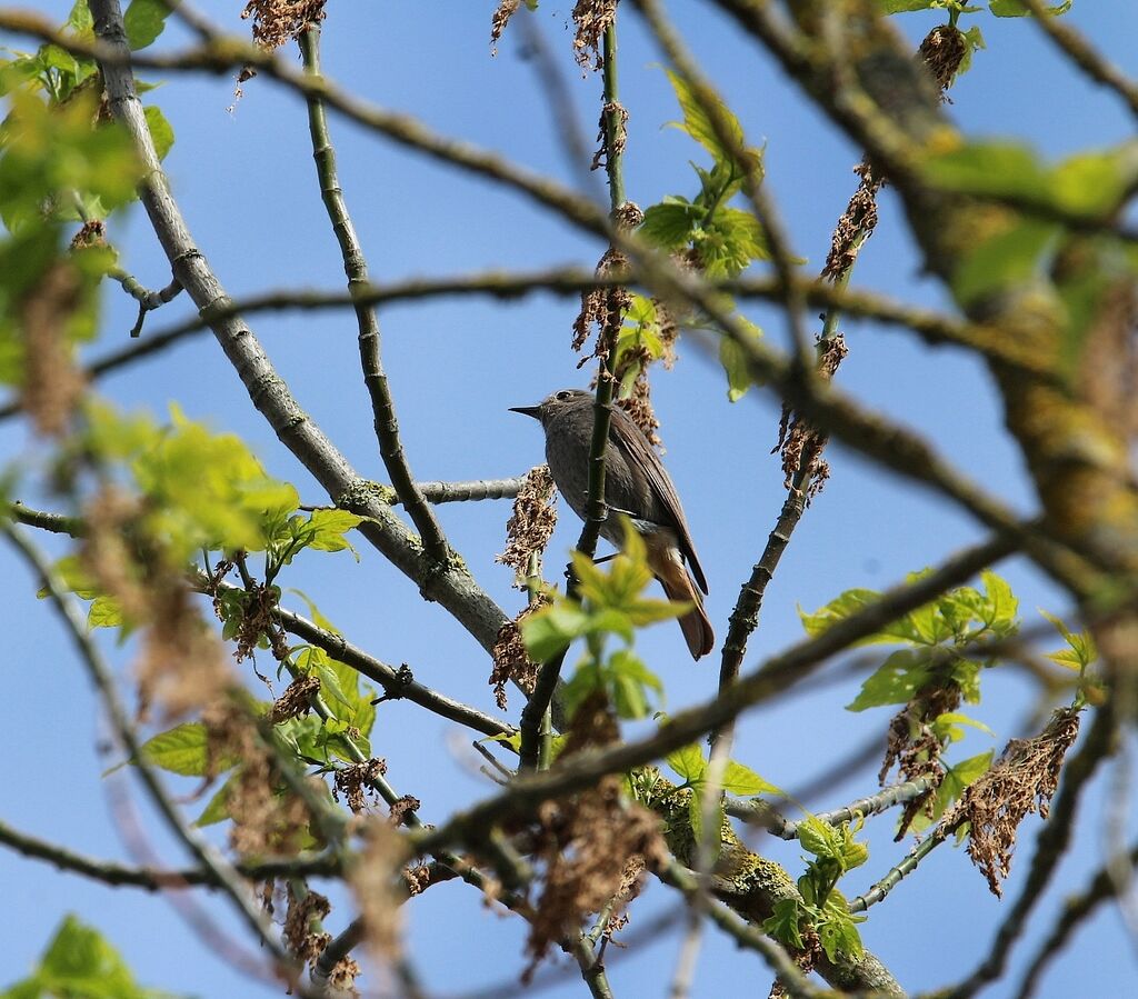 Black Redstart