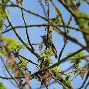 Black Redstart