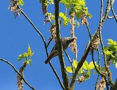 Black Redstart