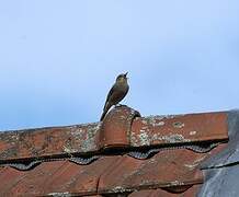 Black Redstart