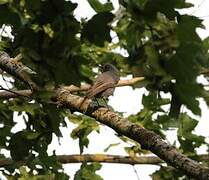 Black Redstart