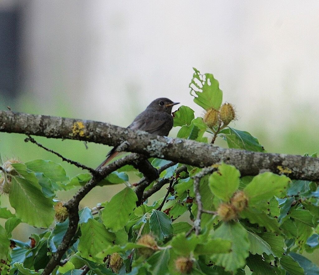 Black Redstart