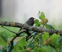 Black Redstart