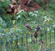 Black Redstart