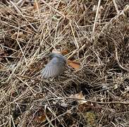 Black Redstart