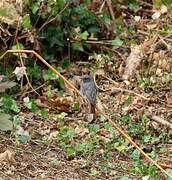 Black Redstart