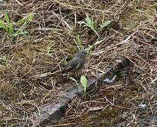 Black Redstart