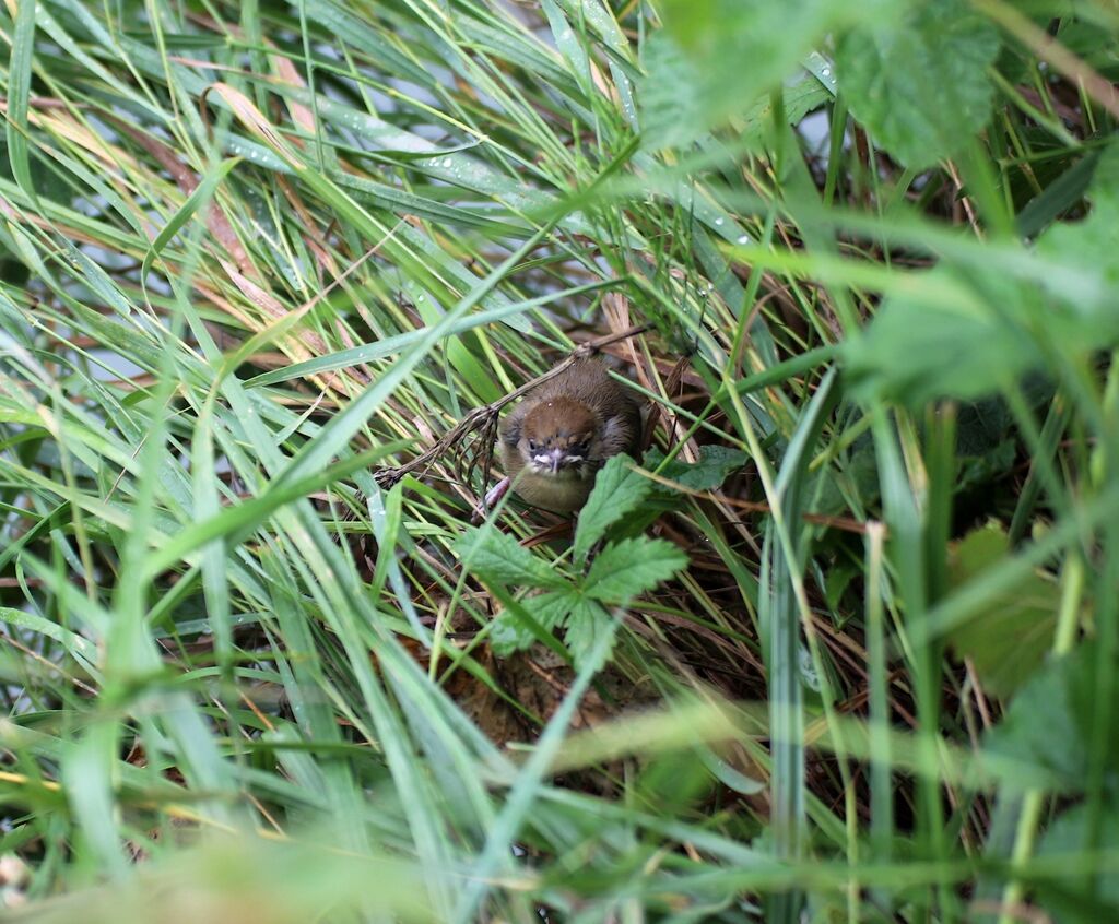 Great Reed Warbler