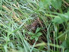 Great Reed Warbler