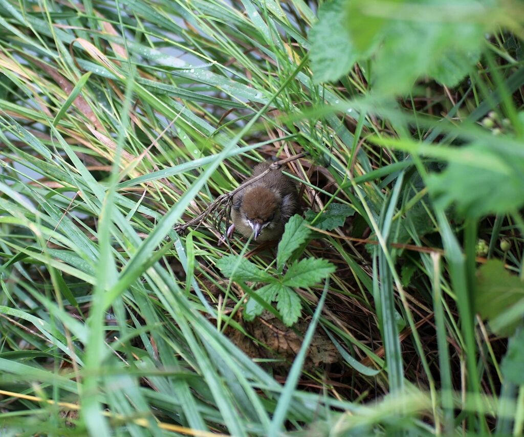 Great Reed Warbler