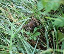 Great Reed Warbler