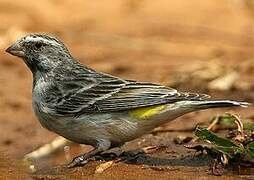 Black-throated Canary