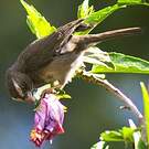 Serin à trois raies