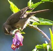 Brown-rumped Seedeater