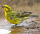 Serin à ventre blanc