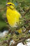 Serin à ventre blanc