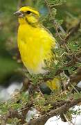 White-bellied Canary